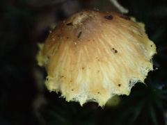 Inocybe lutea