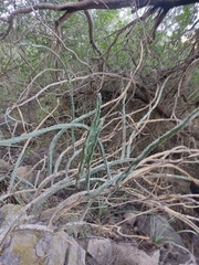 Peniocereus marianus