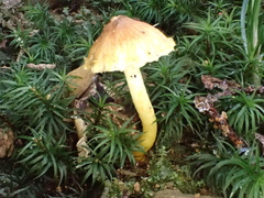 Inocybe lutea