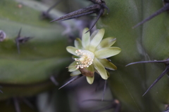 Myrtillocactus cochal