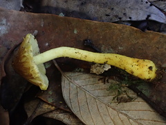 Inocybe lutea