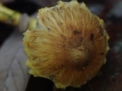 Inocybe lutea