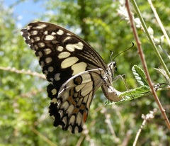Papilio demoleus sthenelus