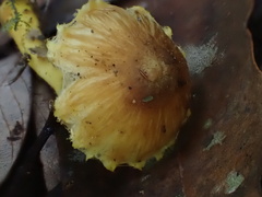 Inocybe lutea