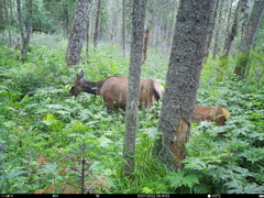 Cervus canadensis sibiricus