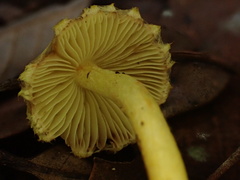 Inocybe lutea