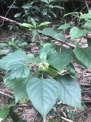 Clerodendrum canescens
