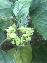 Clerodendrum canescens