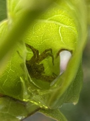 Oxyopes scalaris