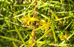Persoonia juniperina
