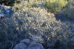 Cylindropuntia tesajo