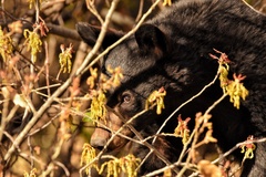 Ursus americanus eremicus