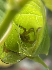 Oxyopes scalaris