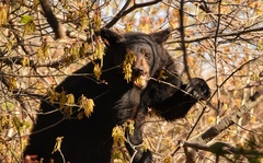 Ursus americanus eremicus