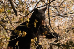 Ursus americanus eremicus