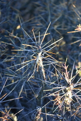 Cylindropuntia tesajo