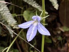 Lobelia trigonocaulis