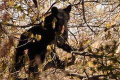 Ursus americanus eremicus