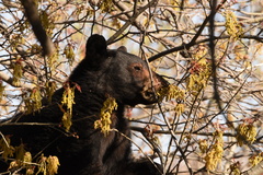 Ursus americanus eremicus