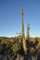 Fouquieria columnaris