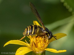 Chrysotoxum