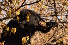Ursus americanus eremicus