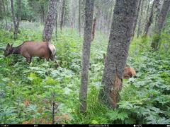 Cervus canadensis sibiricus