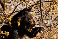 Ursus americanus eremicus