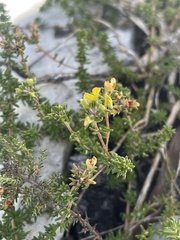 Aspalathus crassisepala