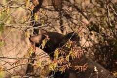 Ursus americanus eremicus