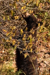 Ursus americanus eremicus