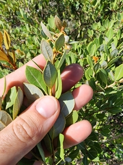 Lyonia fruticosa