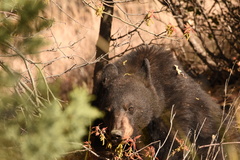 Ursus americanus eremicus