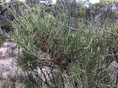 Allocasuarina pusilla