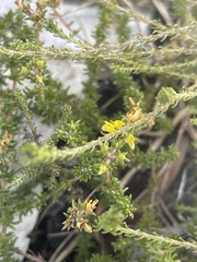 Aspalathus crassisepala