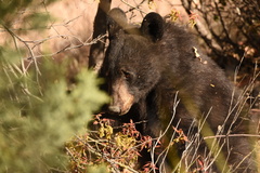 Ursus americanus eremicus