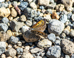 Lycaena boldenarum