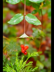 Lonicera hispidula
