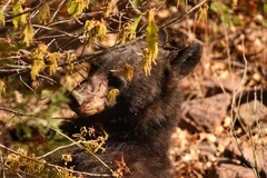 Ursus americanus eremicus