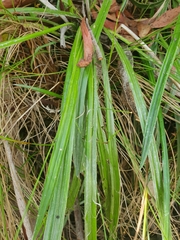 Celmisia longifolia