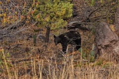 Ursus americanus eremicus