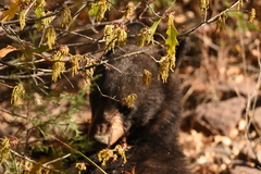 Ursus americanus eremicus