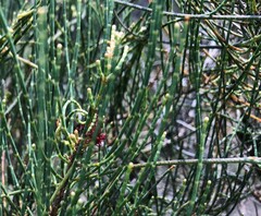 Allocasuarina pusilla