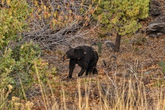 Ursus americanus eremicus