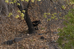 Ursus americanus eremicus