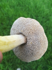 Fungi