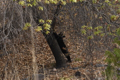 Ursus americanus eremicus