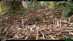 Pycnoptilus floccosus