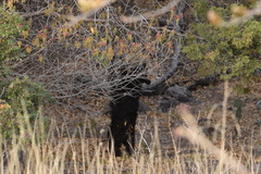 Ursus americanus eremicus