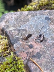 Prophysaon andersonii